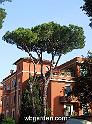 wbgarden roma pines 168